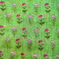 Naira Linen